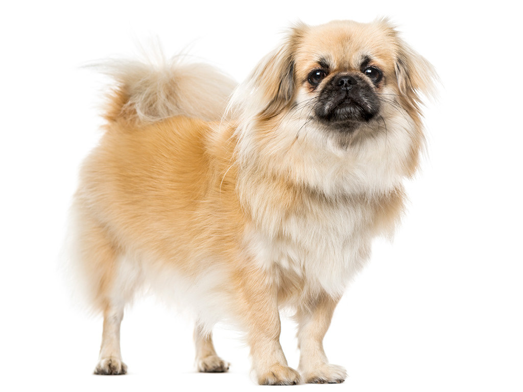 tibetskiy-spaniel Все виды спаниелей: характеристики и фото
