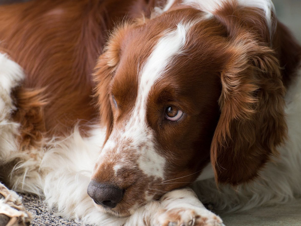 velsh-springer-spaniel Все виды спаниелей: характеристики и фото