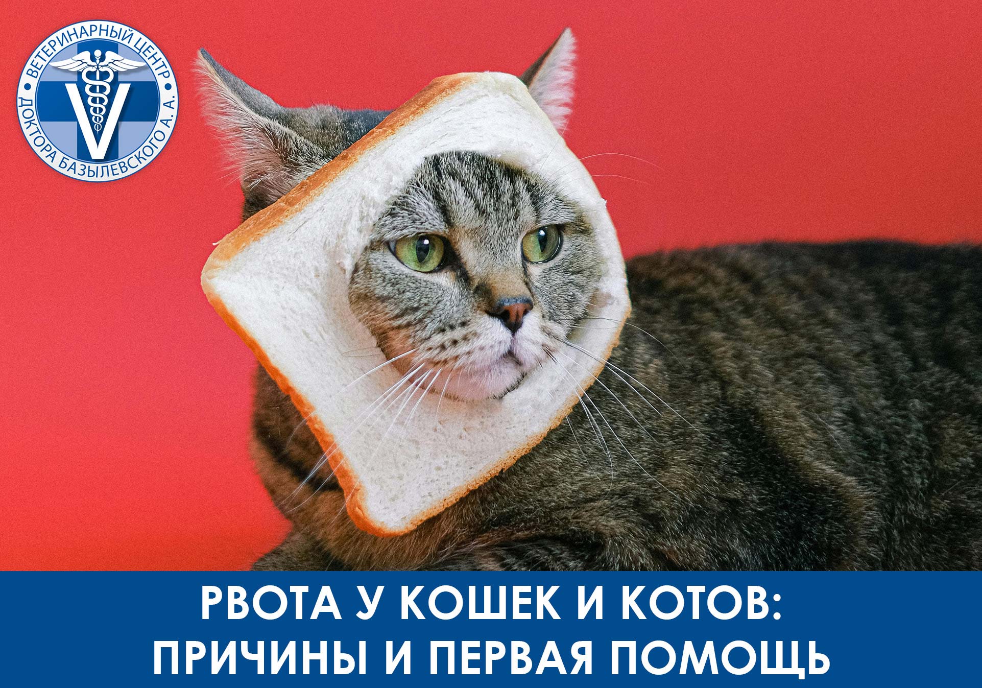 кошка с тостовым хлебом