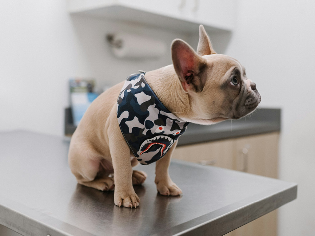 sobaka-na-stole-veterinara Что из себя представляет перхоть у собак?