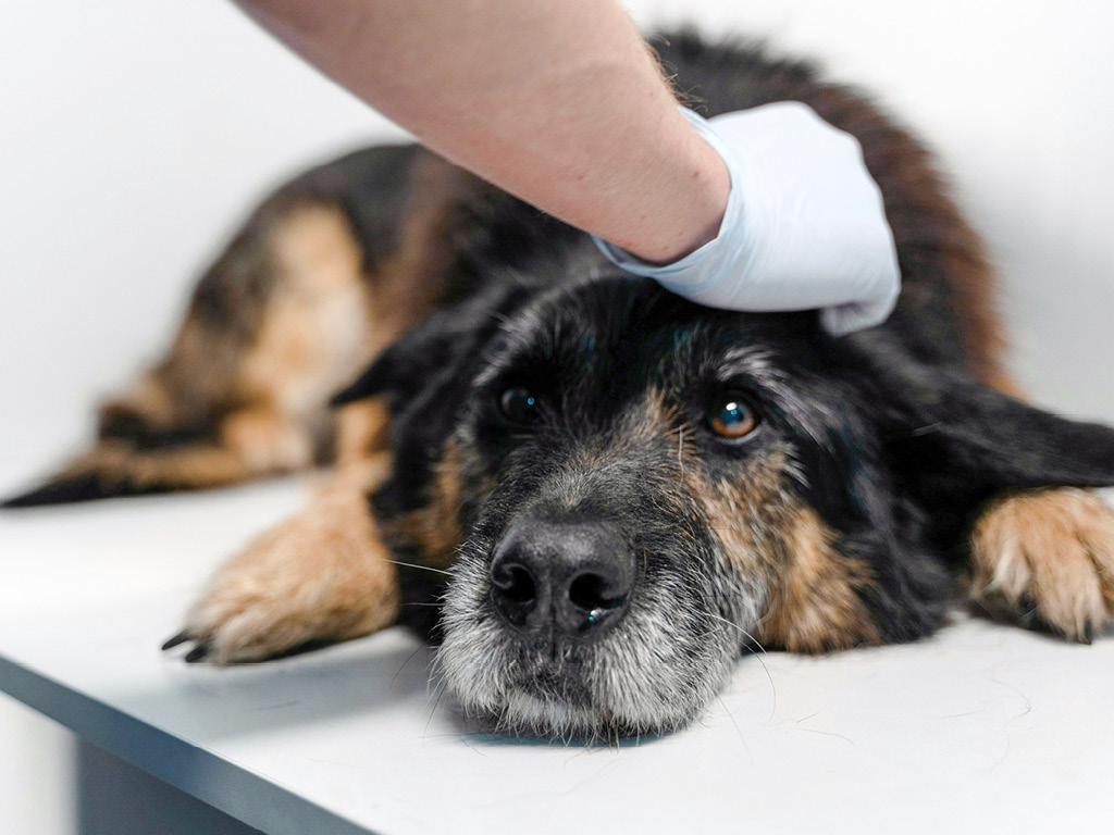 sobaka-na-stole-u-veterinara Что такое колики у собак