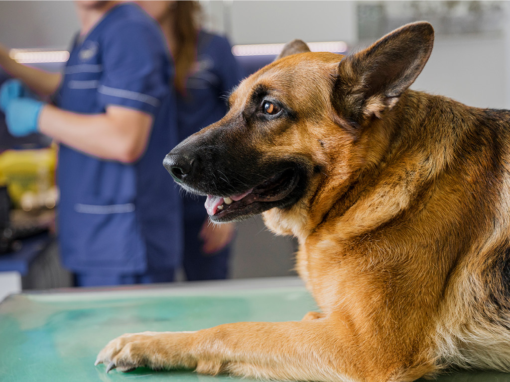 sobaka-u-veterinara Что такое колики у собак