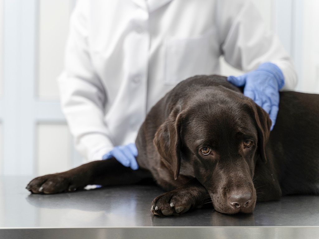 labrador-u-veterinara Что такое эндометрит у собак?