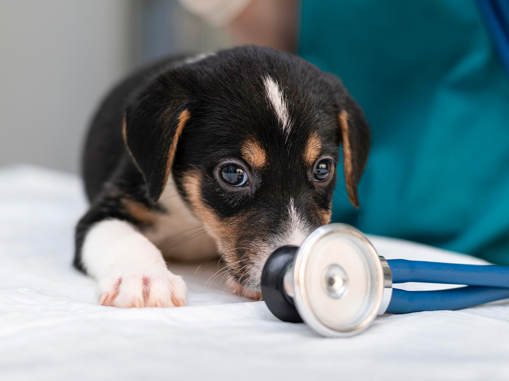 shchenok-na-stole-u-veterinara Что такое эндометрит у собак?