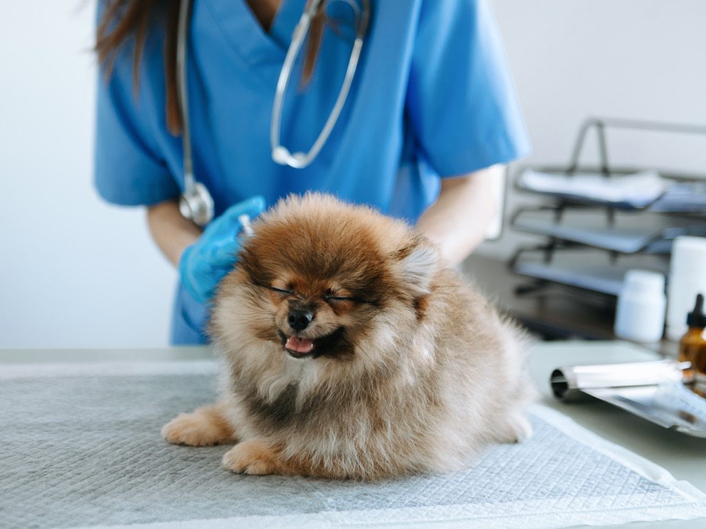 shpic-u-veterinara Что такое эндометрит у собак?