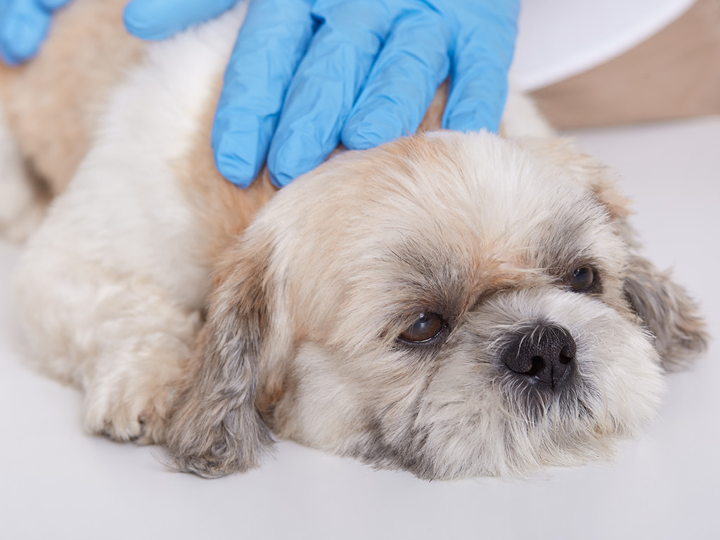 sobaka-na-stole-u-veterinara Что такое эндометрит у собак?