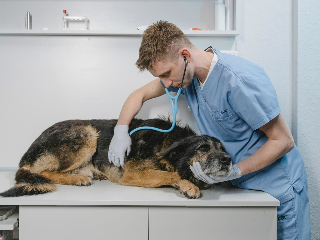 veterinar-slushaet-serdce-sobaki Что такое эндометрит у собак?