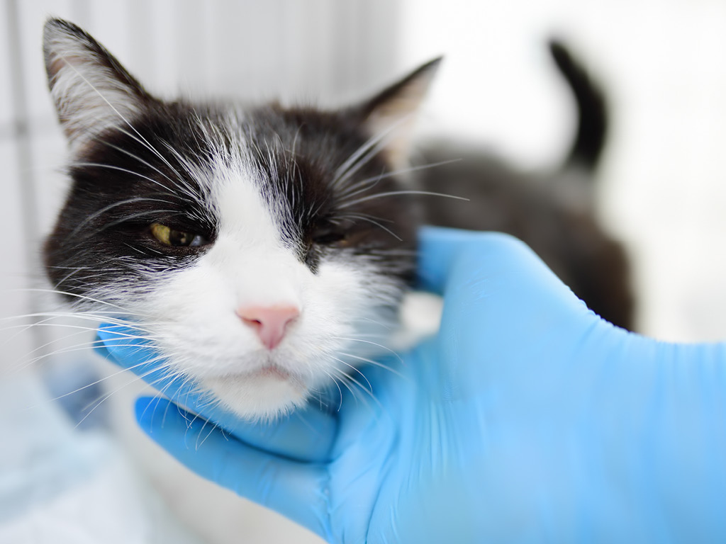 kot-u-veterinara Косоглазие у кошек: причины и лечение