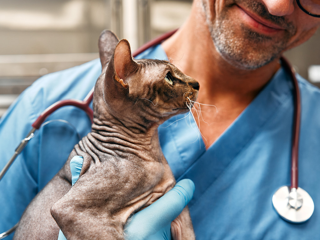 lysyy-kot-u-veterinara Косоглазие у кошек: причины и лечение