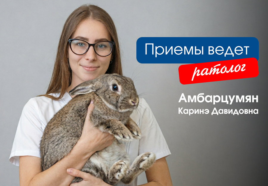 Приемы ведет ратолог Амбарцумян Каринэ Давидовна