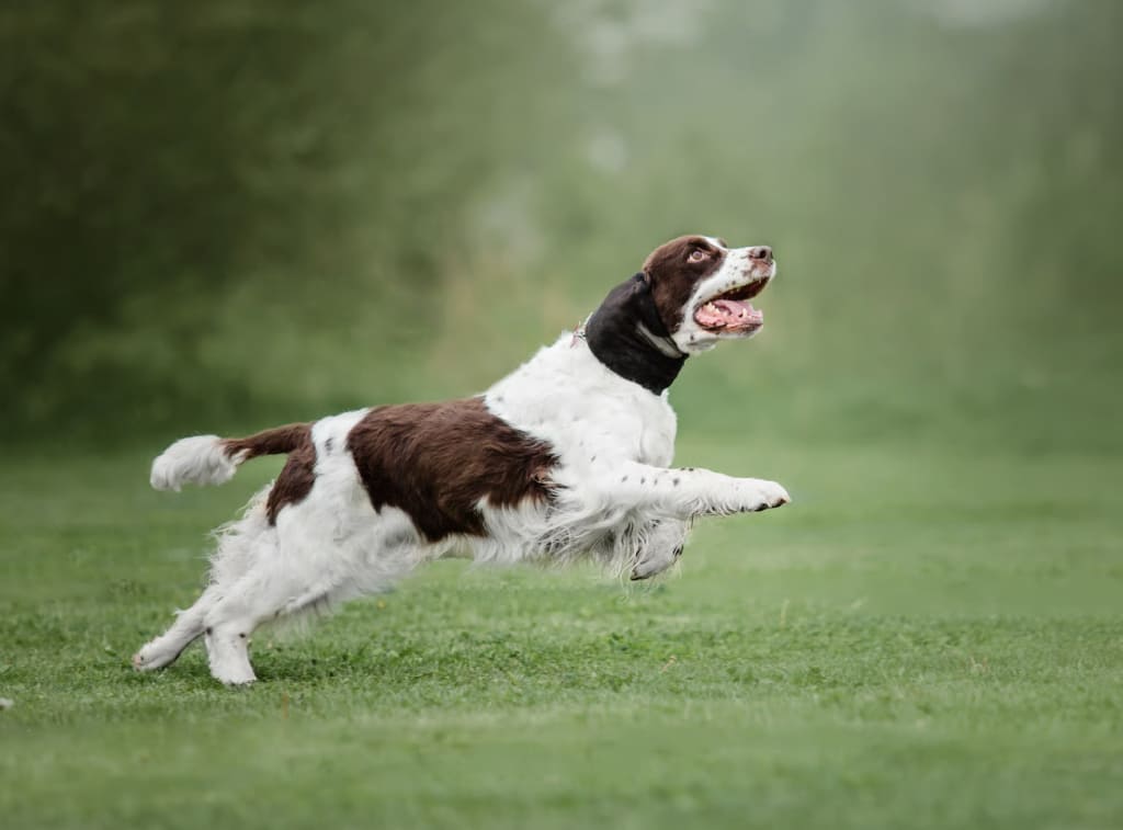 angliyskiy-springer-spaniel Породы собак с длинными ушами: висячие и стоячие