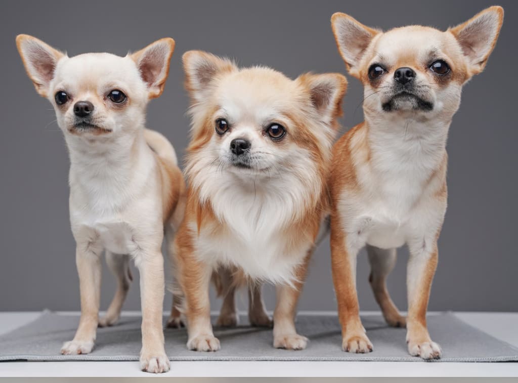 chihuahua Породы собак с длинными ушами: висячие и стоячие