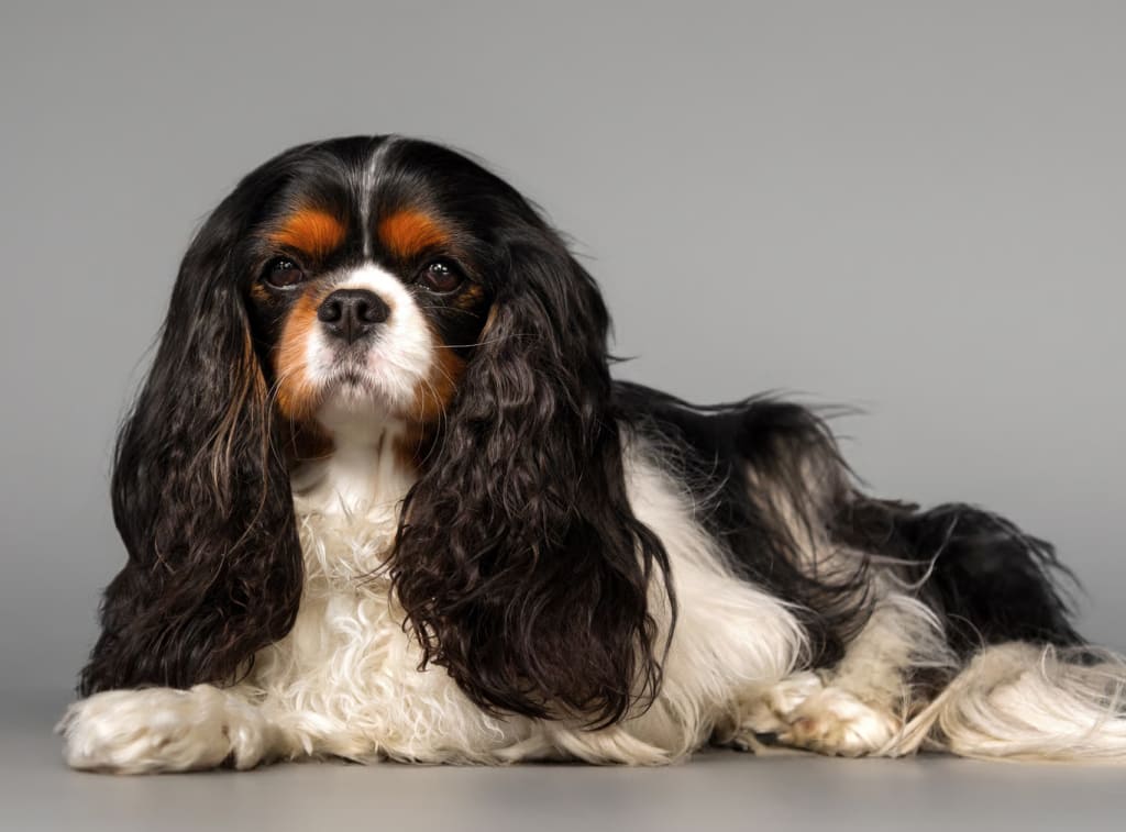 kavaler-king-charlz-spaniel Породы собак с длинными ушами: висячие и стоячие