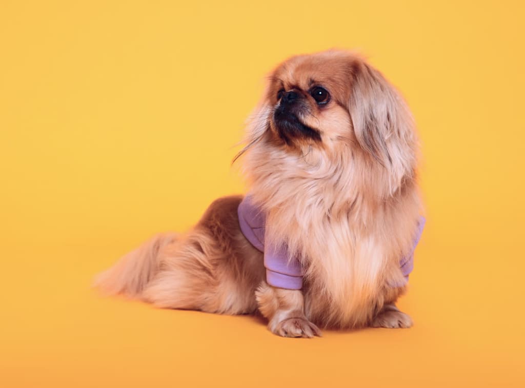pekines Породы собак с длинными ушами: висячие и стоячие